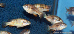 Labidochromis joanjohnsonae